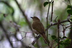 Andropadus importunus