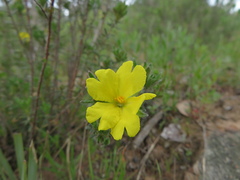 Hibbertia crinita