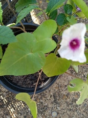 Ipomoea amnicola