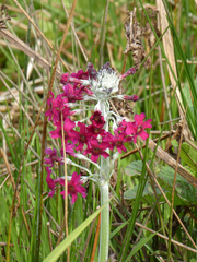 Primula pulverulenta
