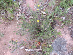 Hibbertia crinita