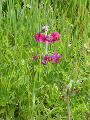 Primula pulverulenta