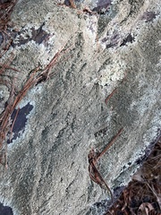 Flavoparmelia baltimorensis