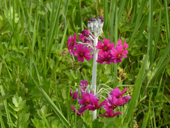 Primula pulverulenta