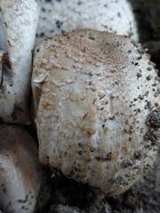 Coprinopsis romagnesiana