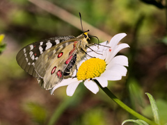 Parnassius clodius