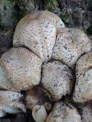 Coprinopsis romagnesiana