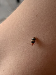 Monolepta melanogaster