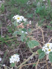 Heliotropium hirsutissimum