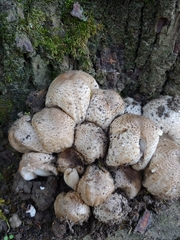 Coprinopsis romagnesiana