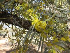 Acacia cambagei