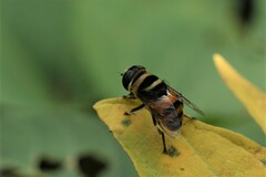 Phytomia argyrocephala