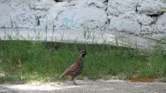 Colinus nigrogularis