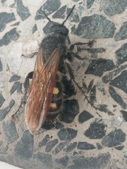 Campsomeris bistrimacula