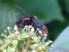 Calliphora splendens