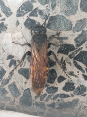 Campsomeris bistrimacula