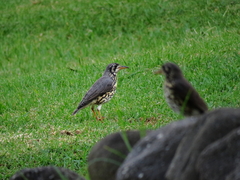 Turdus litsitsirupa