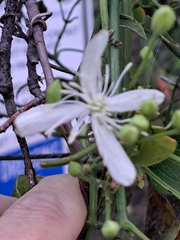 Clematis flammula