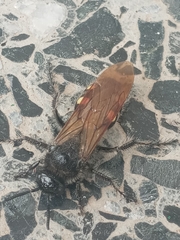 Campsomeris bistrimacula