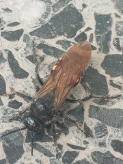 Campsomeris bistrimacula