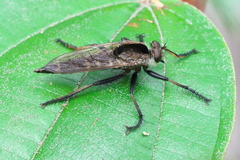 Asilidae