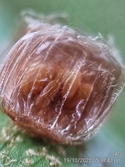 Aspidimorpha miliaris