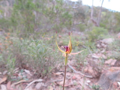Caladenia leptochila