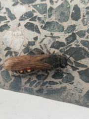 Campsomeris bistrimacula