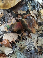 Suillellus amygdalinus