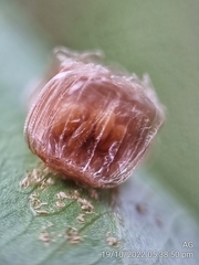 Aspidimorpha miliaris