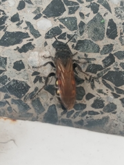 Campsomeris bistrimacula