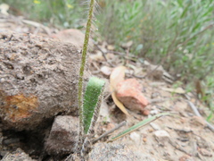 Caladenia leptochila