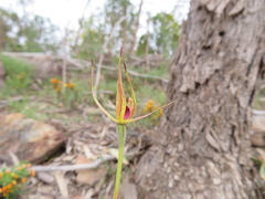 Caladenia leptochila