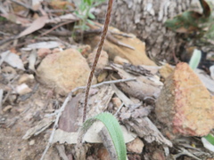 Caladenia leptochila