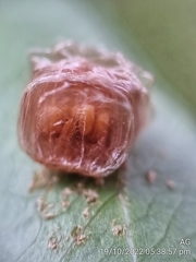 Aspidimorpha miliaris