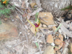 Caladenia leptochila