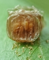 Aspidimorpha miliaris