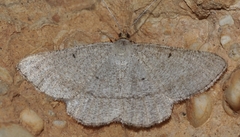 Isturgia catalaunaria