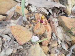 Caladenia leptochila
