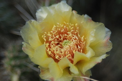 Opuntia