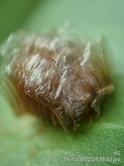 Aspidimorpha miliaris