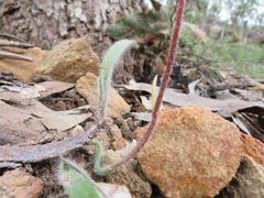 Caladenia leptochila