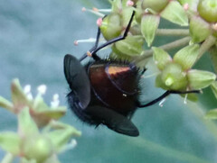 Calliphora splendens