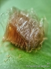 Aspidimorpha miliaris