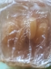 Aspidimorpha miliaris