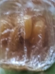 Aspidimorpha miliaris