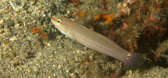 Amblygobius decussatus