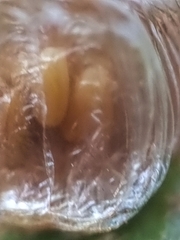 Aspidimorpha miliaris