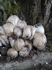 Coprinopsis romagnesiana
