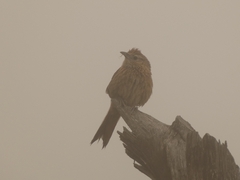 Phacellodomus striaticeps